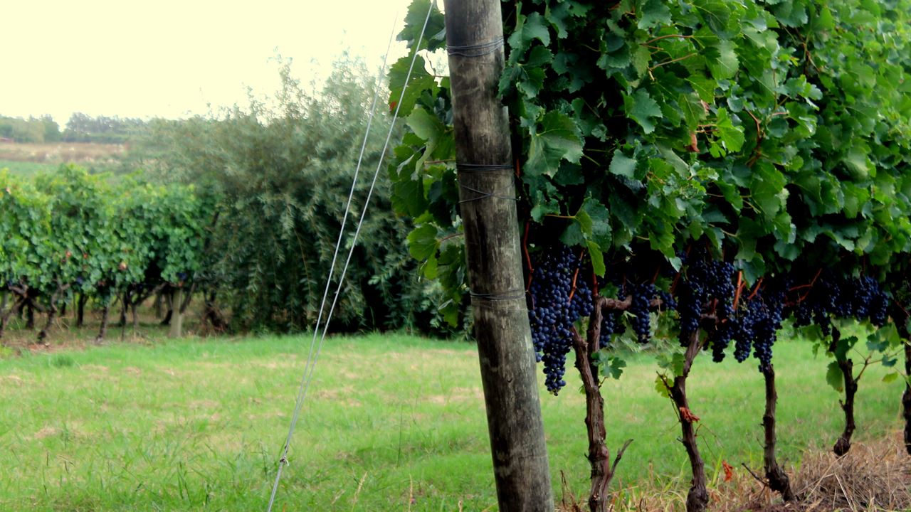 Pairing Experience At Spinoglio Winery (0)