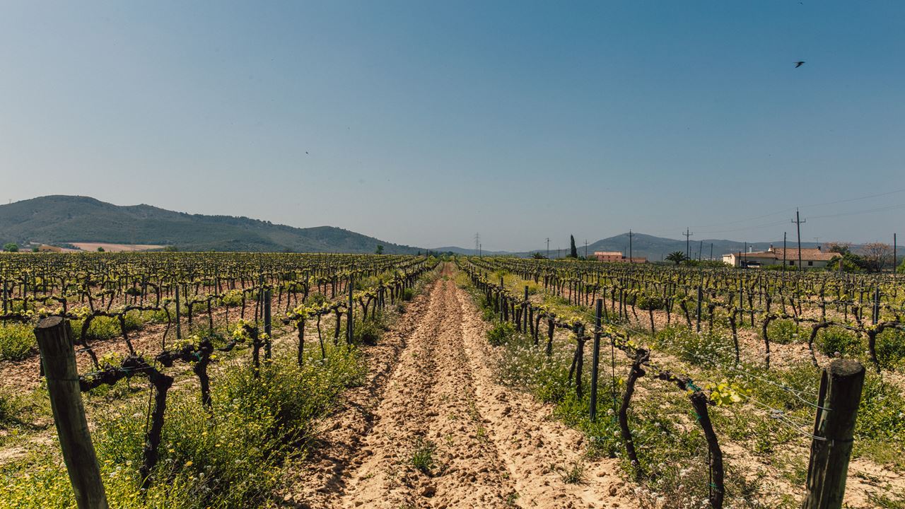 Winery Visit Tasting With Lunch (7)