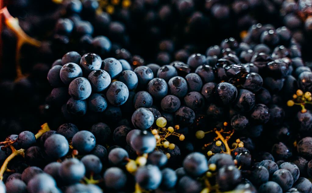 Visit, Tasting And Lunch At Bouza Winery (2)