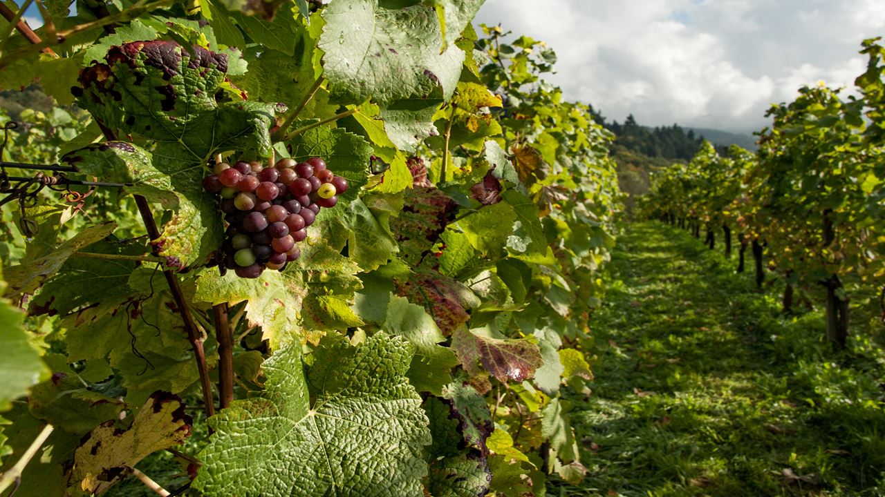 Visit And Tasting At Bouza Winery (6)