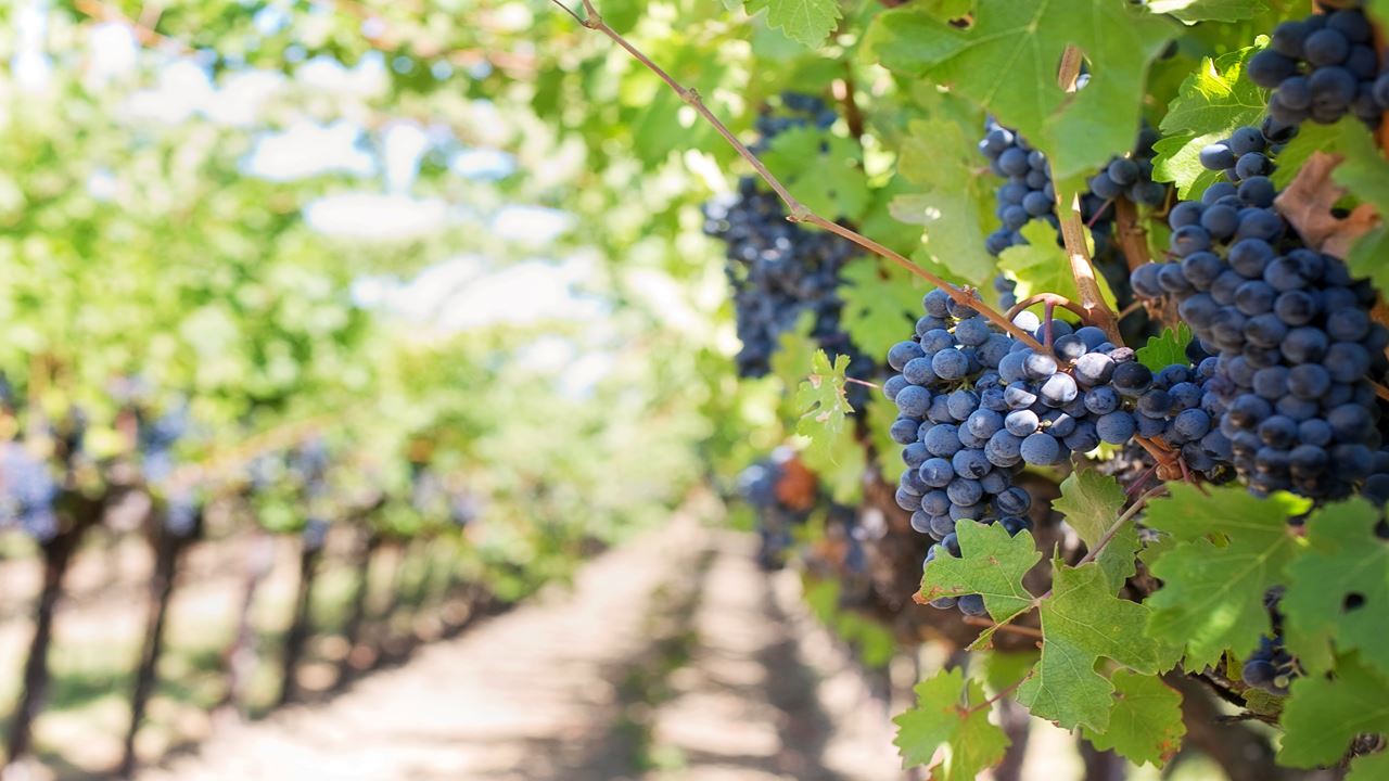 Visit And Tasting At Bouza Winery (4)