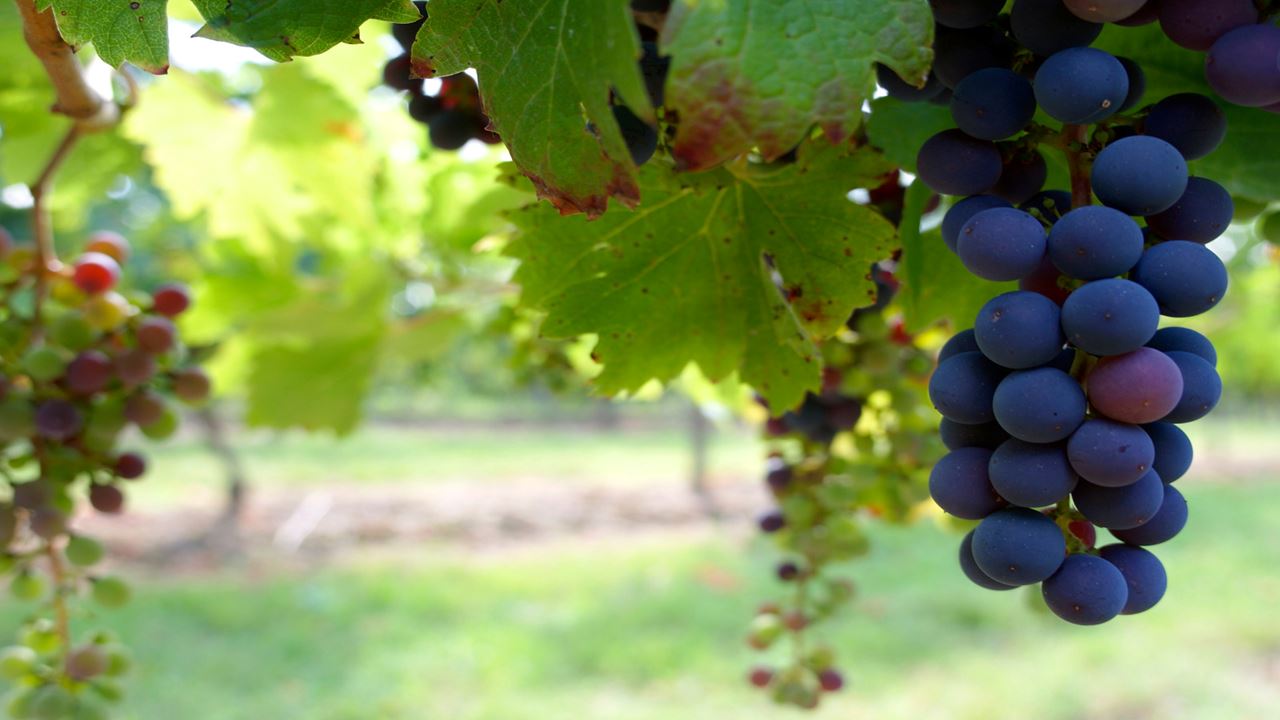 Visit And Tasting At Bouza Winery (3)
