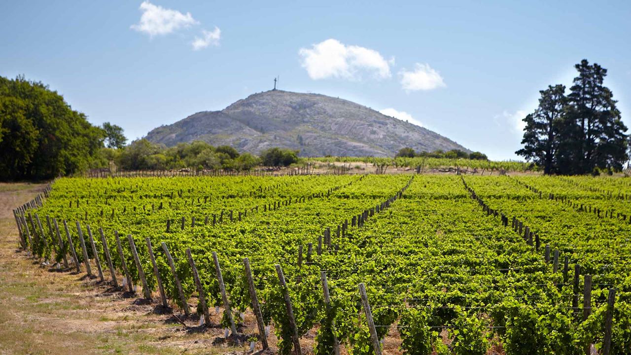 Visit And Tasting At Bouza Winery (1)